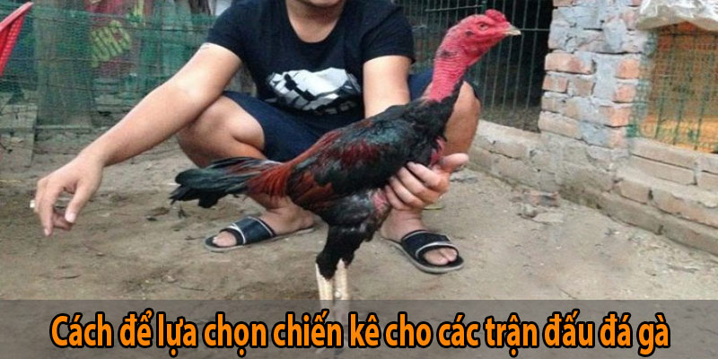 Cách để lựa chọn chiến kê cho các trận đấu đá gà peru