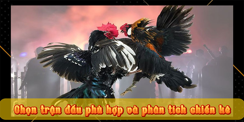 Chọn trận đấu phù hợp và phân tích chiến kê